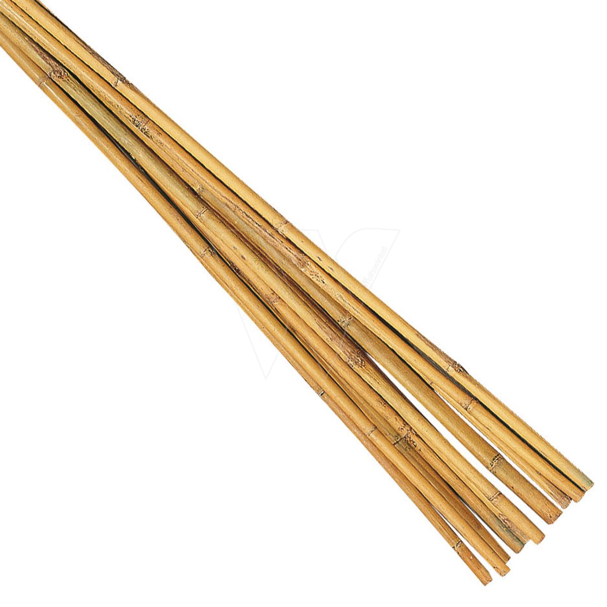 Bambusrohr 60 cm (10 stück)