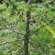 Tree protectors spiral 75cm (100x)