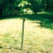 Plantagard tree protectors 100cm (100x)