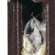 Schwegler nestkast 32mm bruin houtbeton