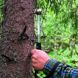 Haglof growth hammer / woodpecker hammer