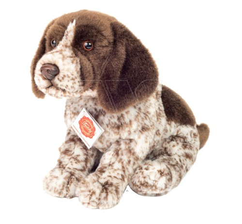 Herman teddy german wirehaired puppy