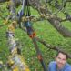 Gardena combisystem bypass tree shears